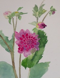 Painting - "Single Dahlia", by Ruth Friberg, Maine artist